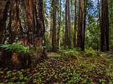 Montgomery Woods 002